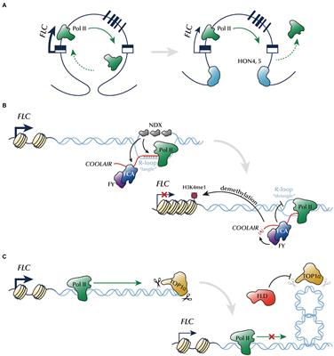 Recent advances in the chromatin-based mechanism of FLOWERING LOCUS C repression through autonomous pathway genes